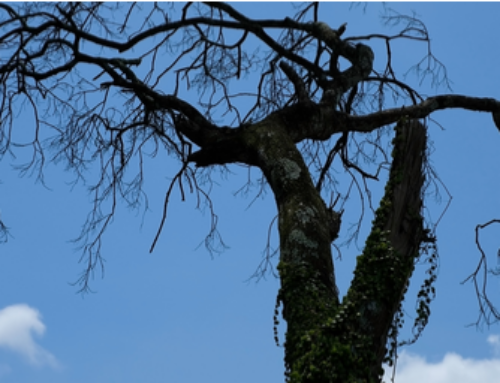 Signs Your Tree Needs a Check Up – East Lyme CT
