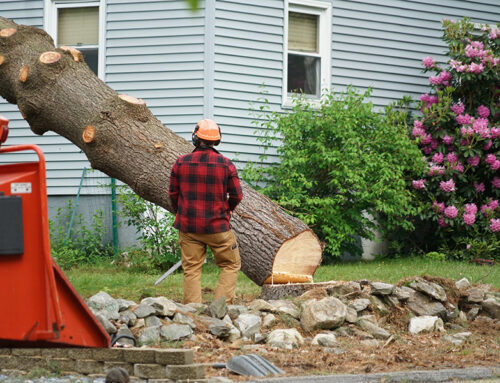 Tree Removal Services Griswold CT