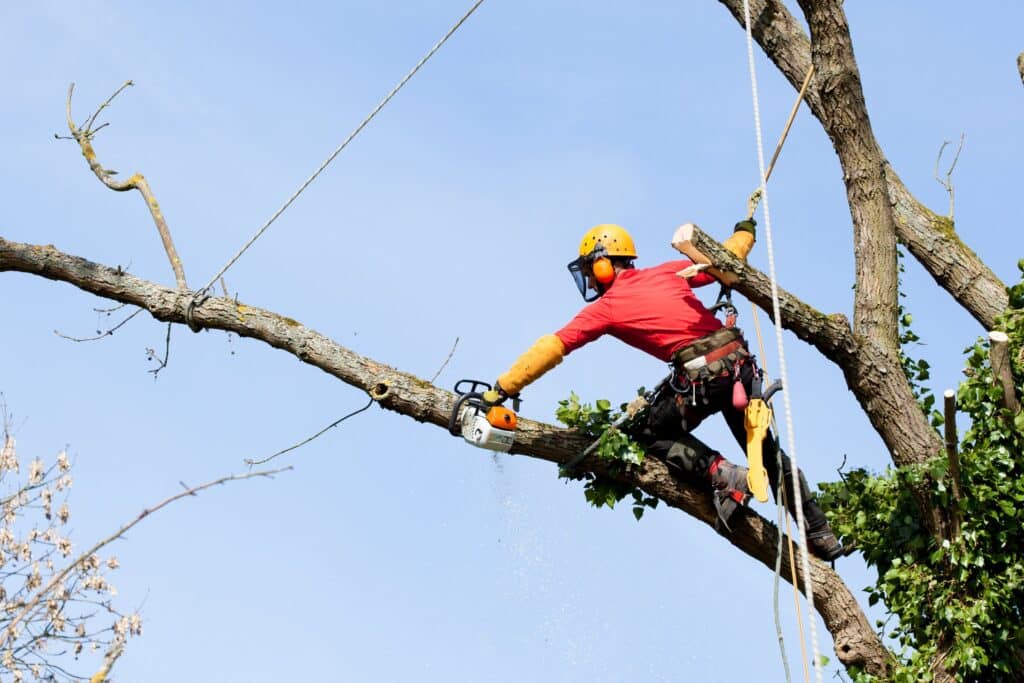 tree removal services call now at (860) 848-8746