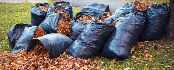 Yellow and brown foliage is collected in several black plastic garbage bags and scattered on the green grass stands under a tree in a city park.