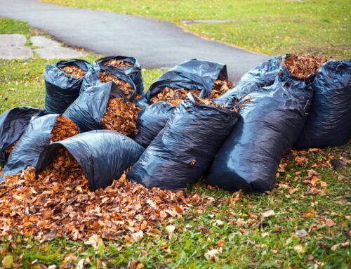 Why Use A Leaf Removal Service in Connecticut this Fall