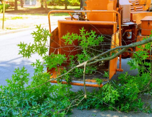 The Best Time of Year to Trim Your Trees