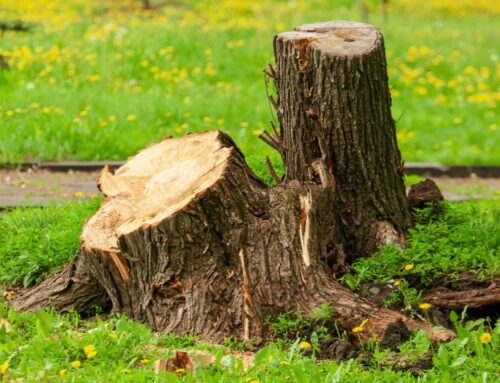 Why You Should Have Your Tree Stump Removed