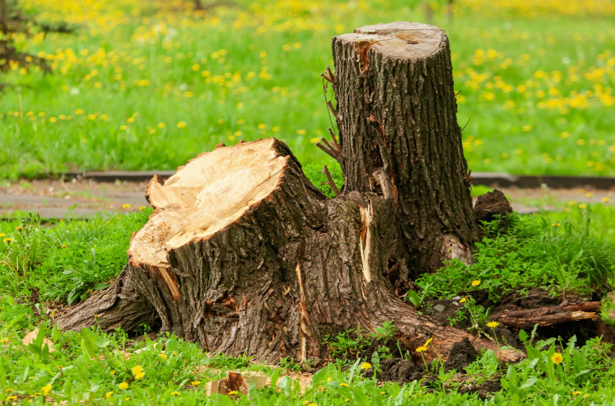 Although often large and heavy, stumps can be removed with the right equipment and technique, or removed by Tomorrow's Tree. Digging out a stump.