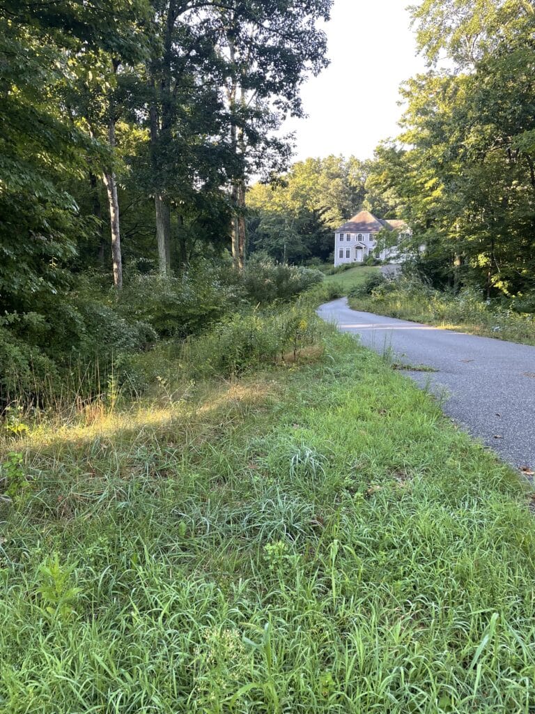Before Brush Mowing Tree Removal East Haddam CT