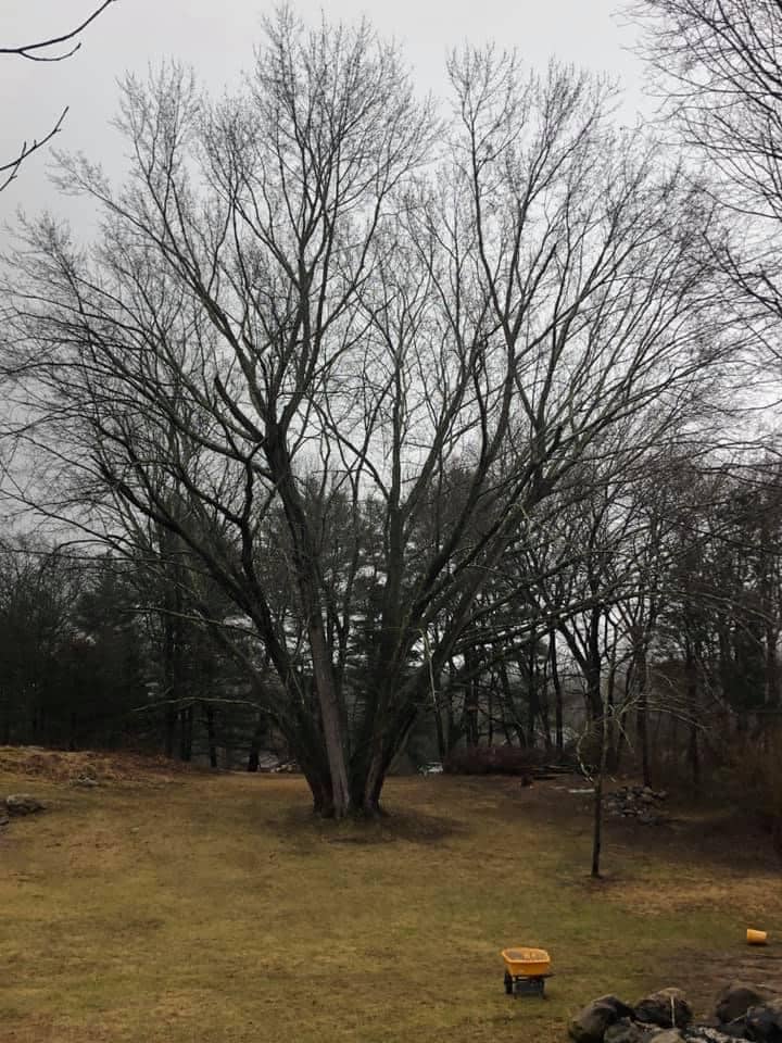 Tree Pruning Deadwood and Weight Reduction Montville CT (1)