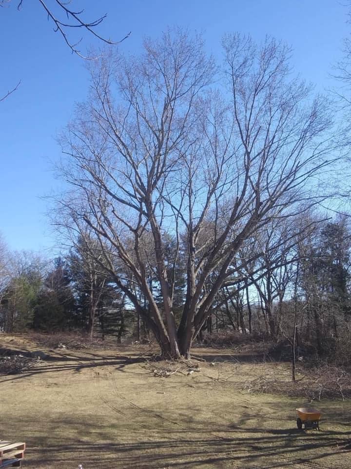 Tree Pruning Deadwood and Weight Reduction Montville CT