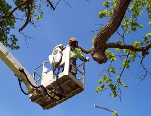 Shape and Sculpt: Unveiling the Art of Tree Trimming Services